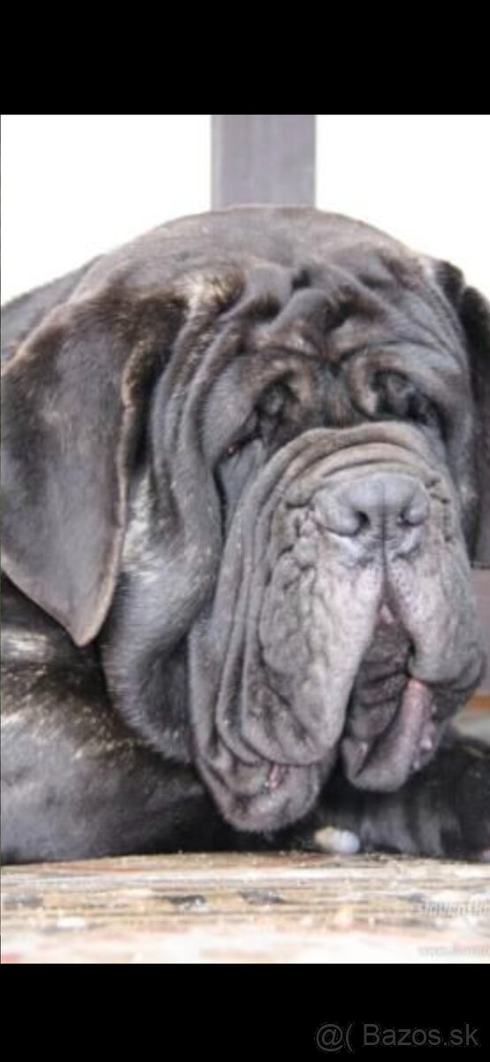 Neapolsky mastiff