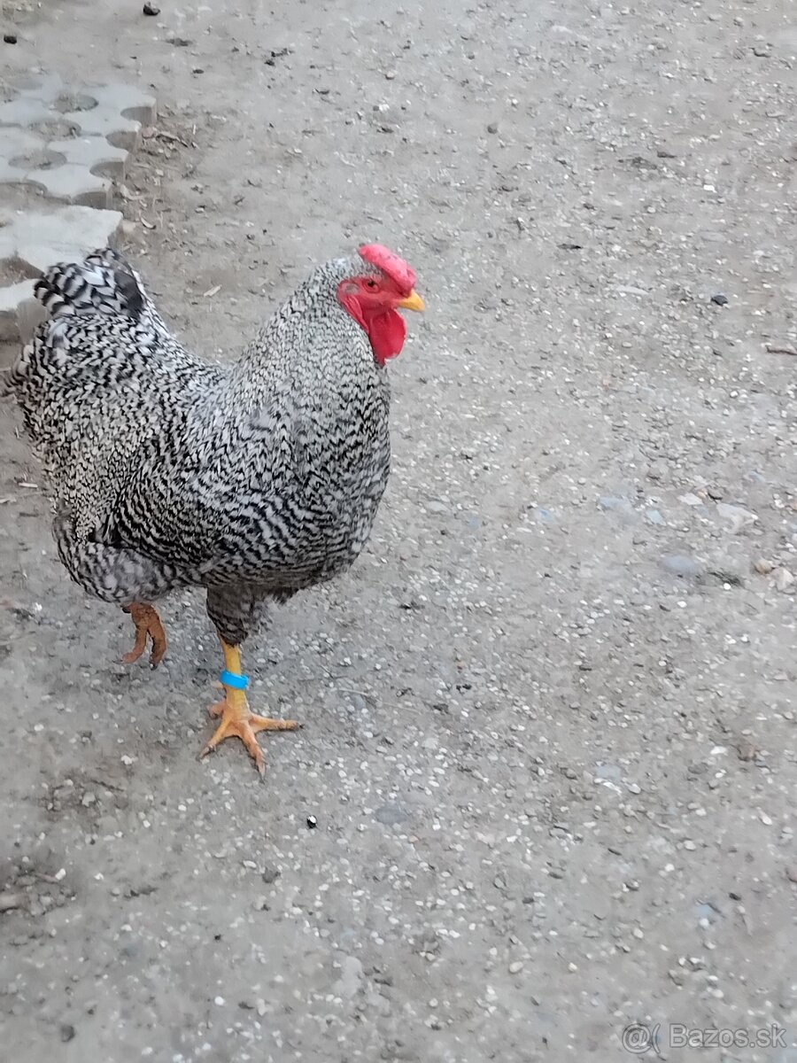 Kohút oravská pasikava