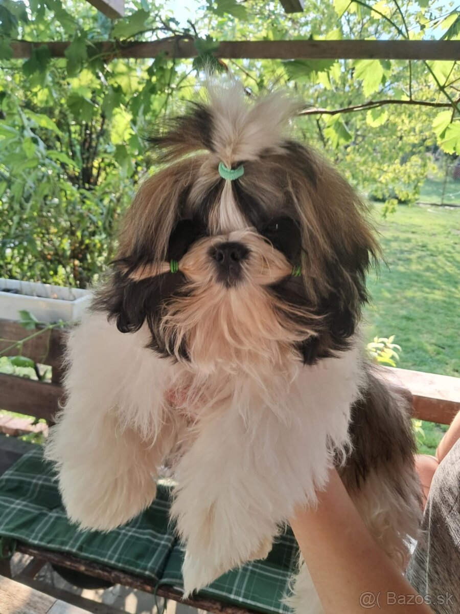 Shih tzu s PP / shi-tzu / shihtzu