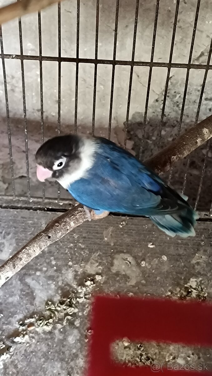 Agapornis