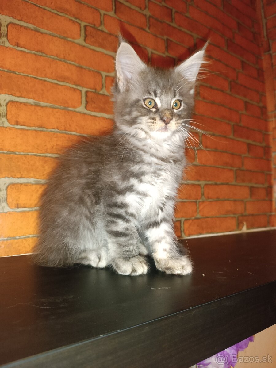 Mainska Myvalia