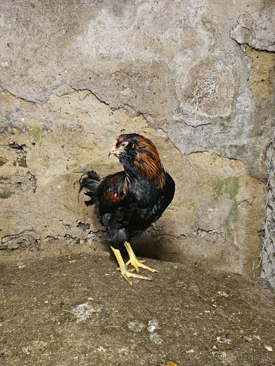 Kohutik araucana