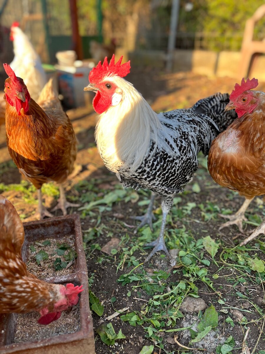 Predám kohúta leghorn a brakelka