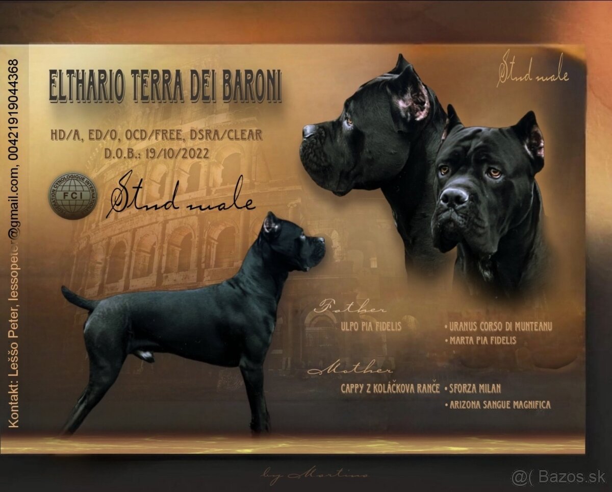Pes plemeno Cane corso