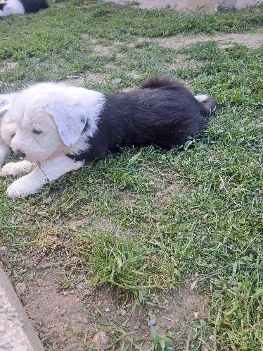 Bobtail