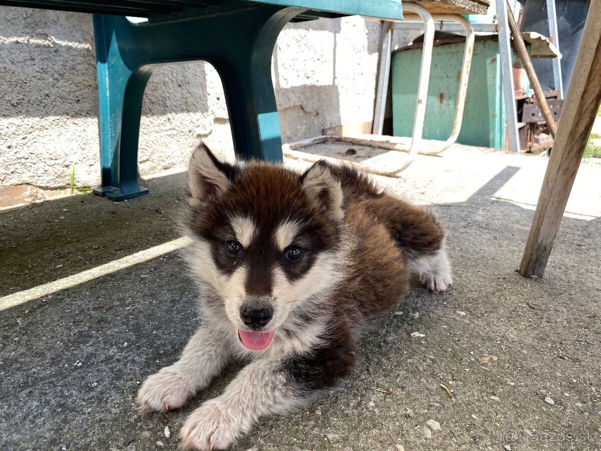 Na predaj – Aljašský malamut 🐾 krásny, hravý psík hľadá mil