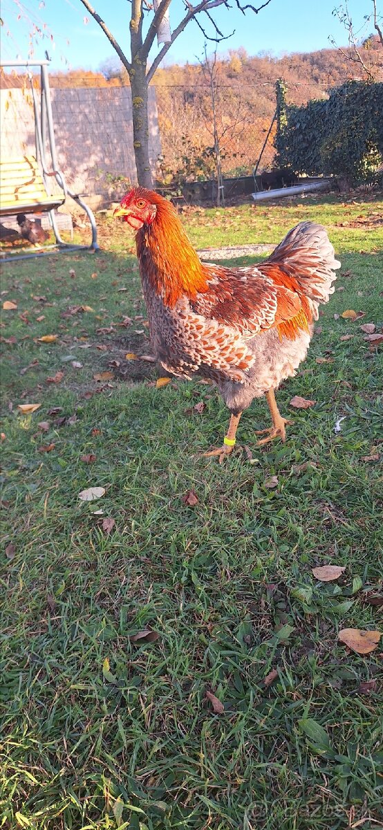 Predám kohútov Wyandotka zlata modro lemovaná