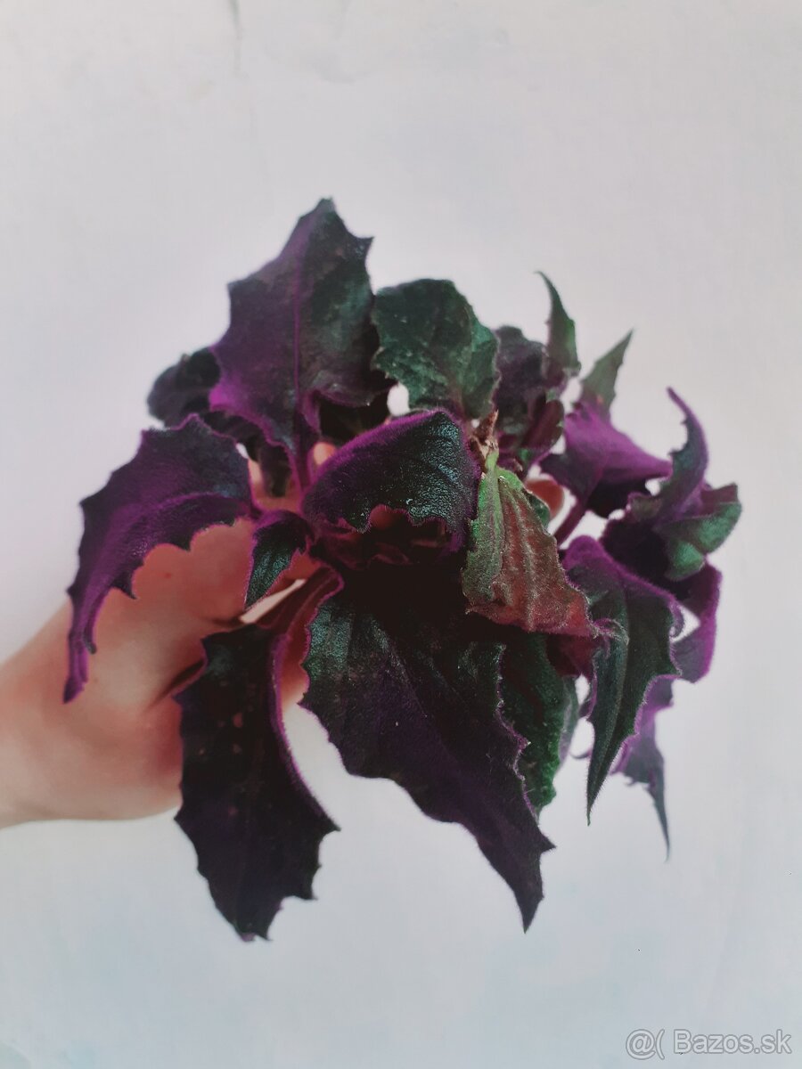 Gynura popínavá - zakorenené odrezky