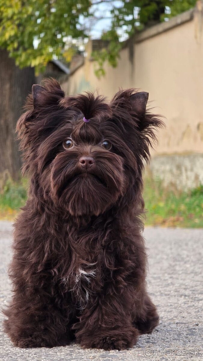 York,Yorkshire terrier-choco