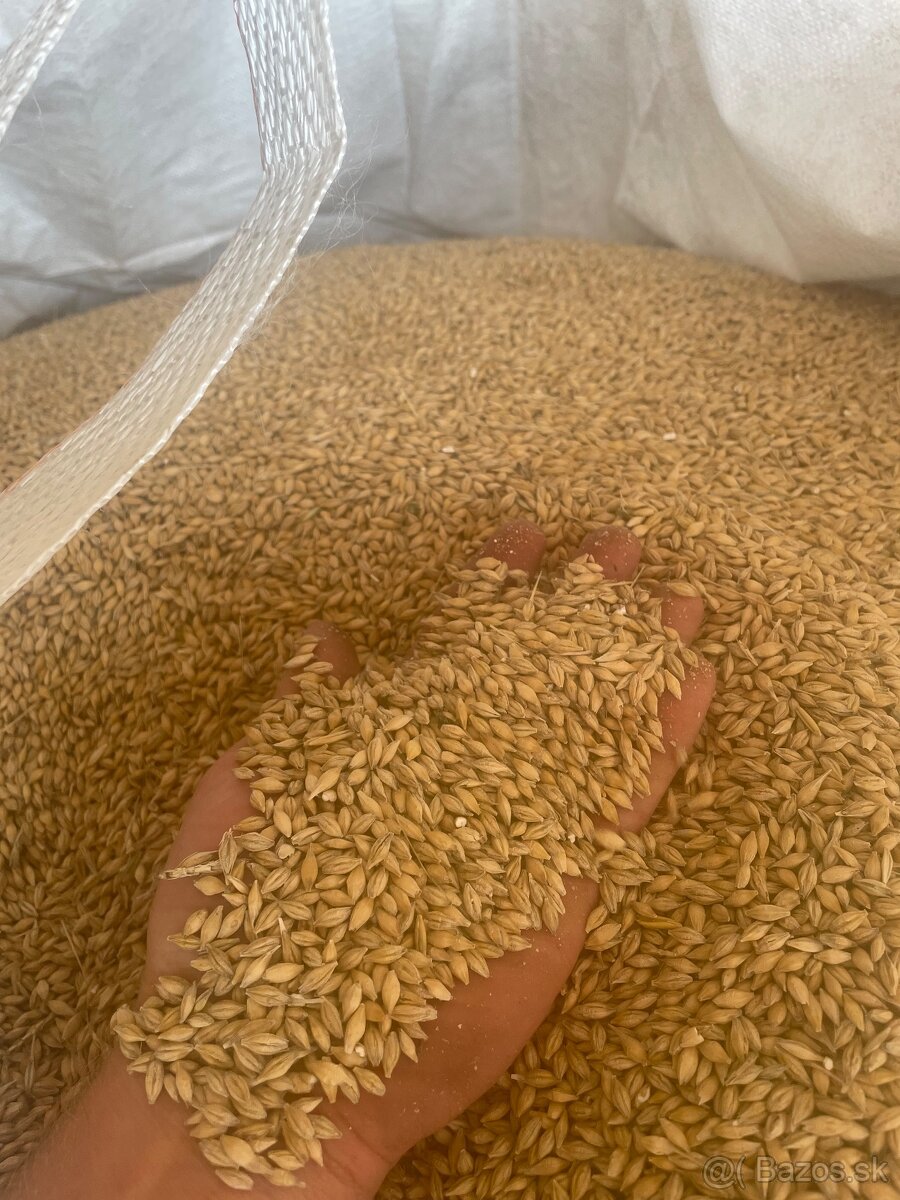 Jačmeň jarný, pšenica ozimná