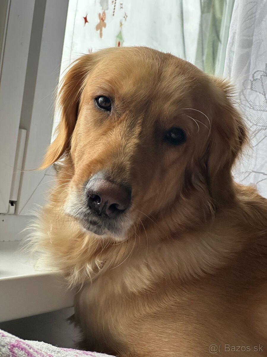 Zlatý retriever - darujem