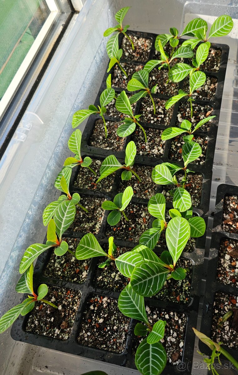 Euphorbia Leuconeura
