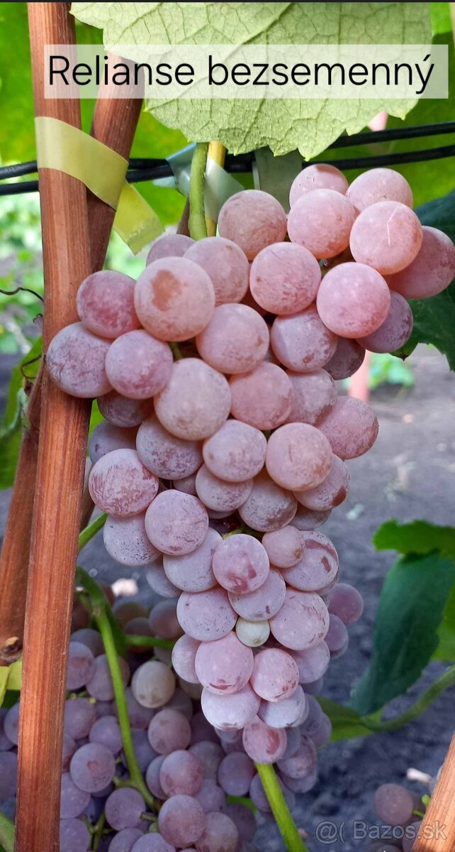 Sadenice viniča