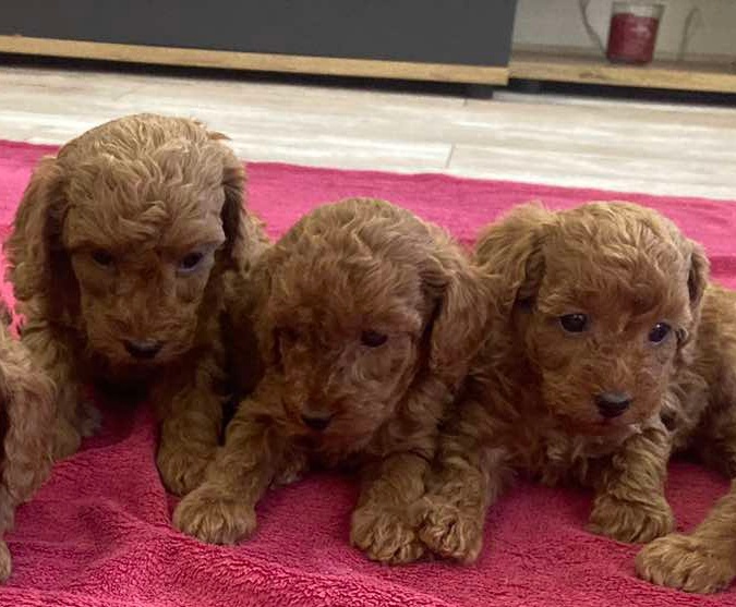 Toy Pudel red chalpec/fenka