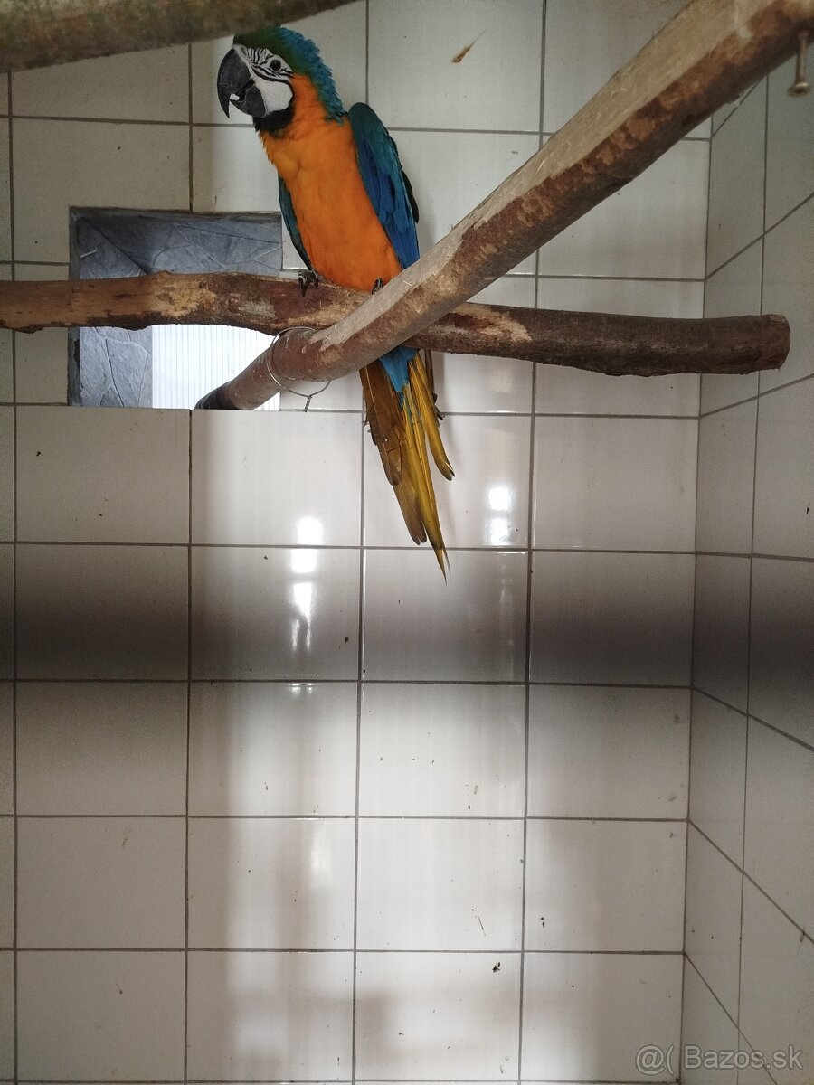 Ara ararauna