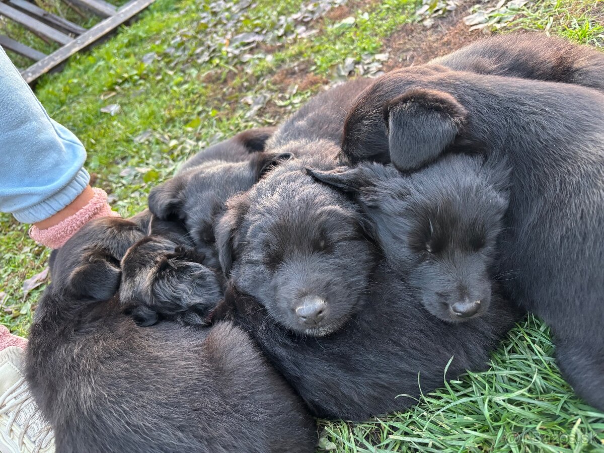 Darujem štaniatka🐾