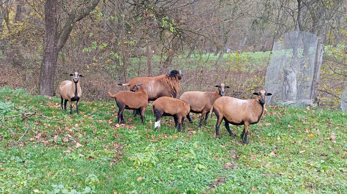 Predám kamerunské barančeky