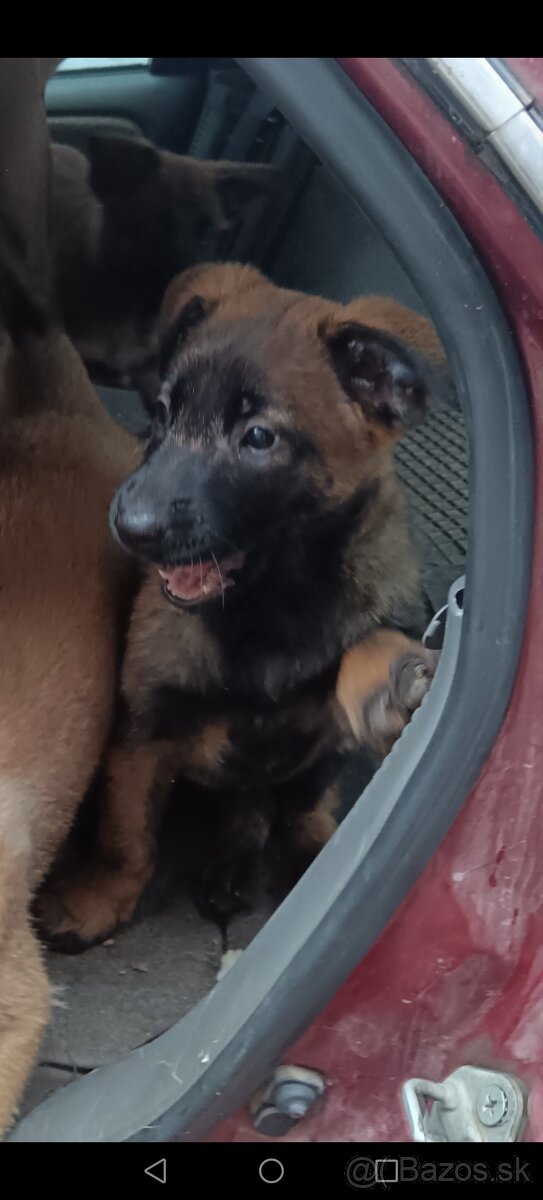 Belgicky ovčiak/cross