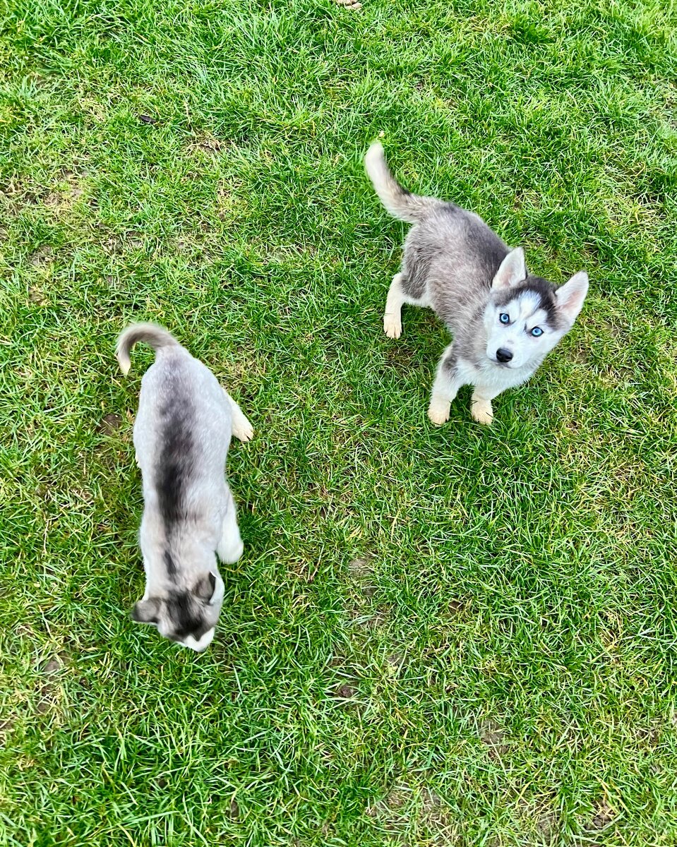 Steniatka sibirsky husky