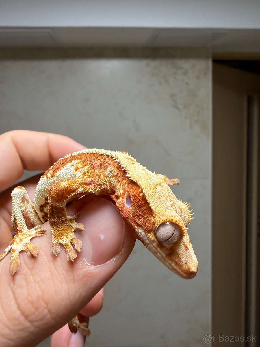 Pagekon riasnatý LW dark Red base