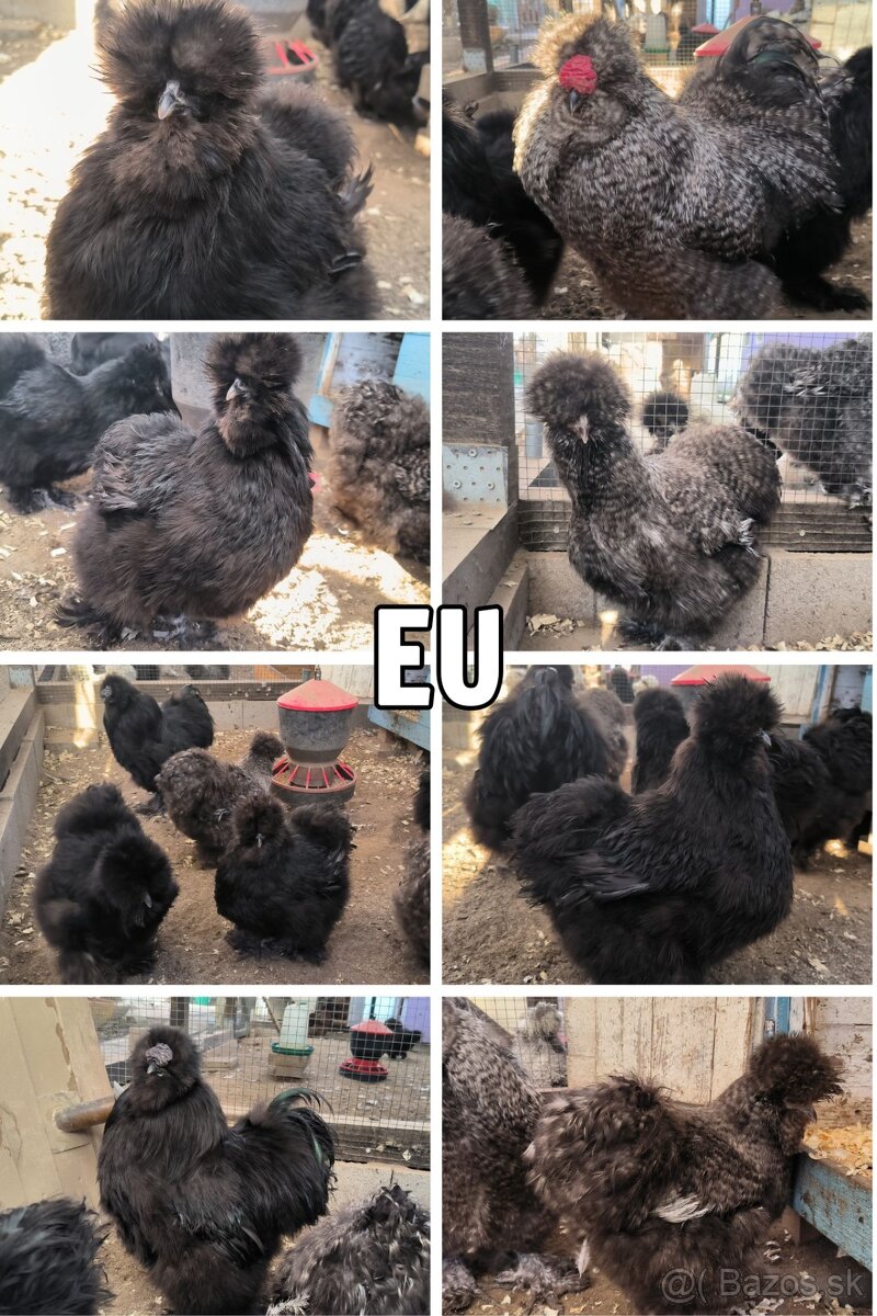 Kmeň hodvábničky EU