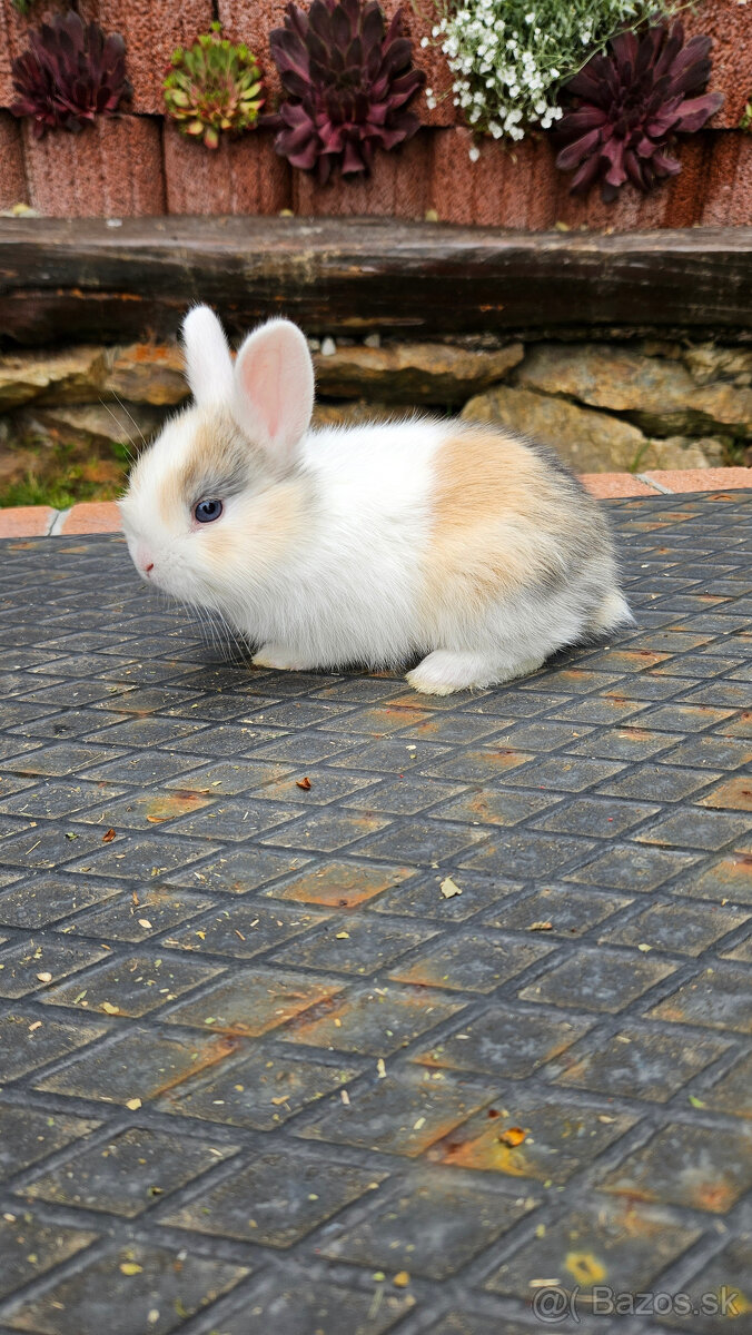 Zakrsly zajacik