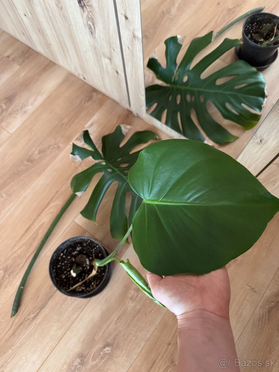 Monstera deliciosa