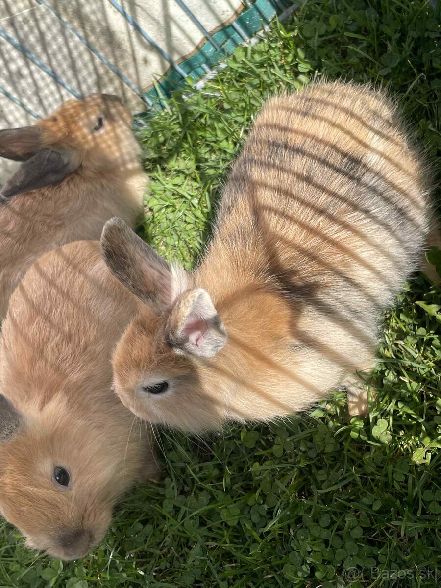 🐰 Predám krásne mláďatá zajacov – priateľské a zdravé 🐰