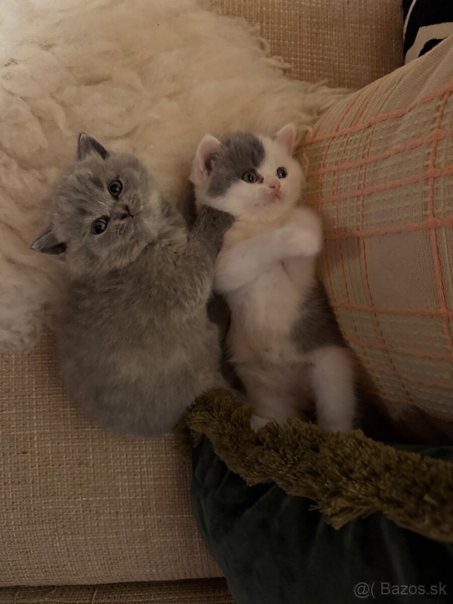 Britské mačiatka s PP