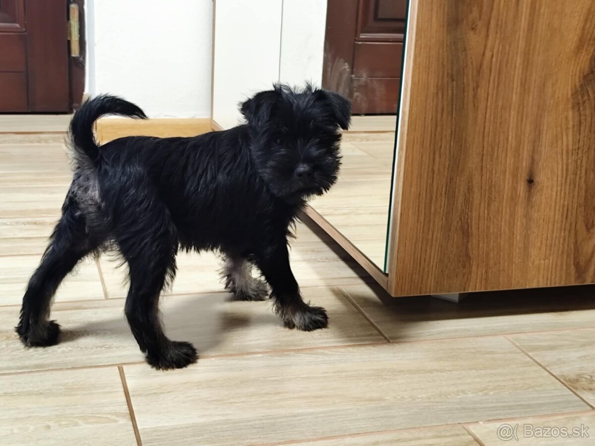 Šteniatko-bradáč malý