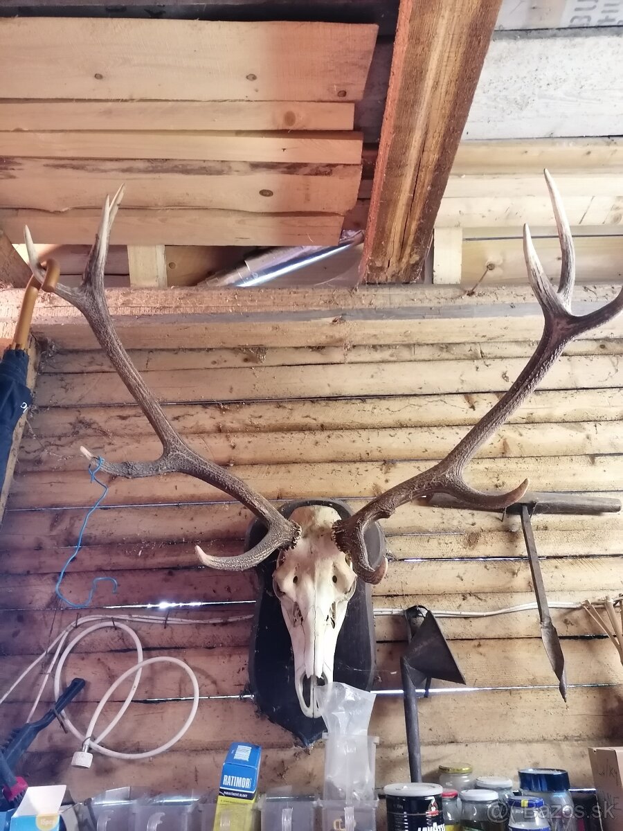 TROFEJE poľovníctvo