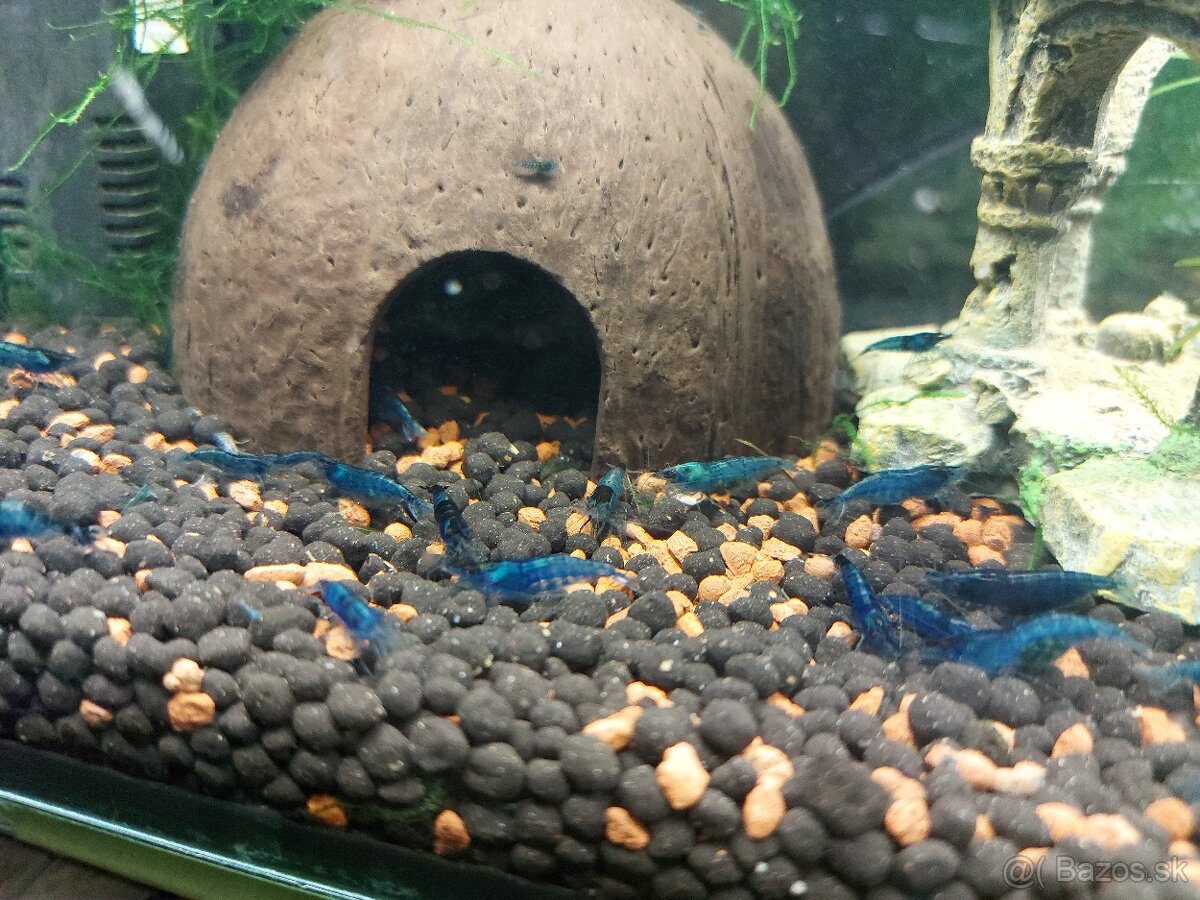 KREVETKY MODDRE BLUE DREAM