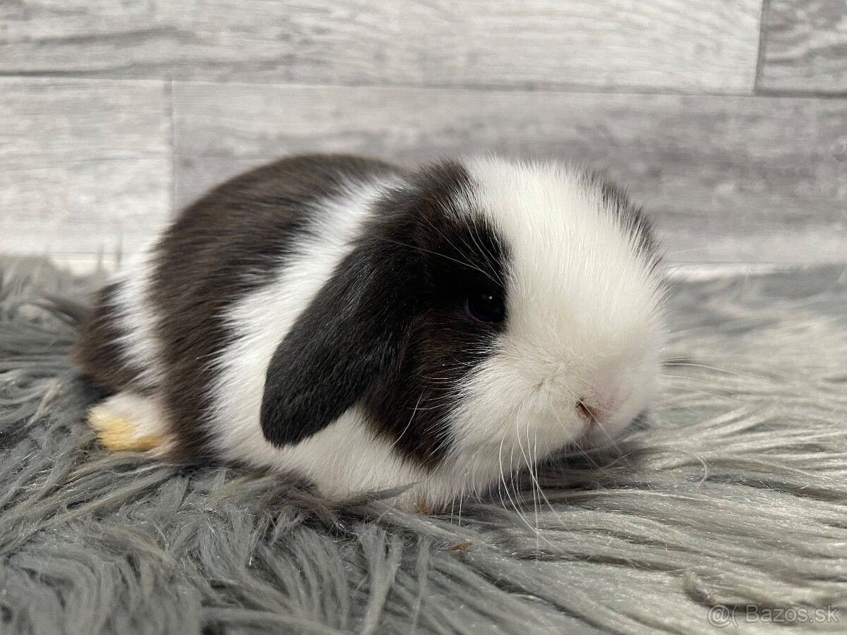 MiniLop, králik