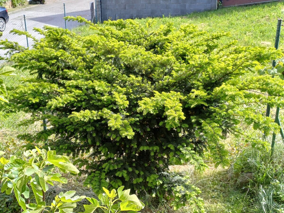 Tis obyčajný a Korejská jedľa