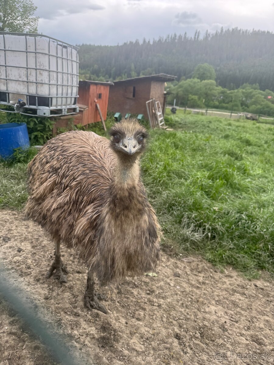 Emu pár
