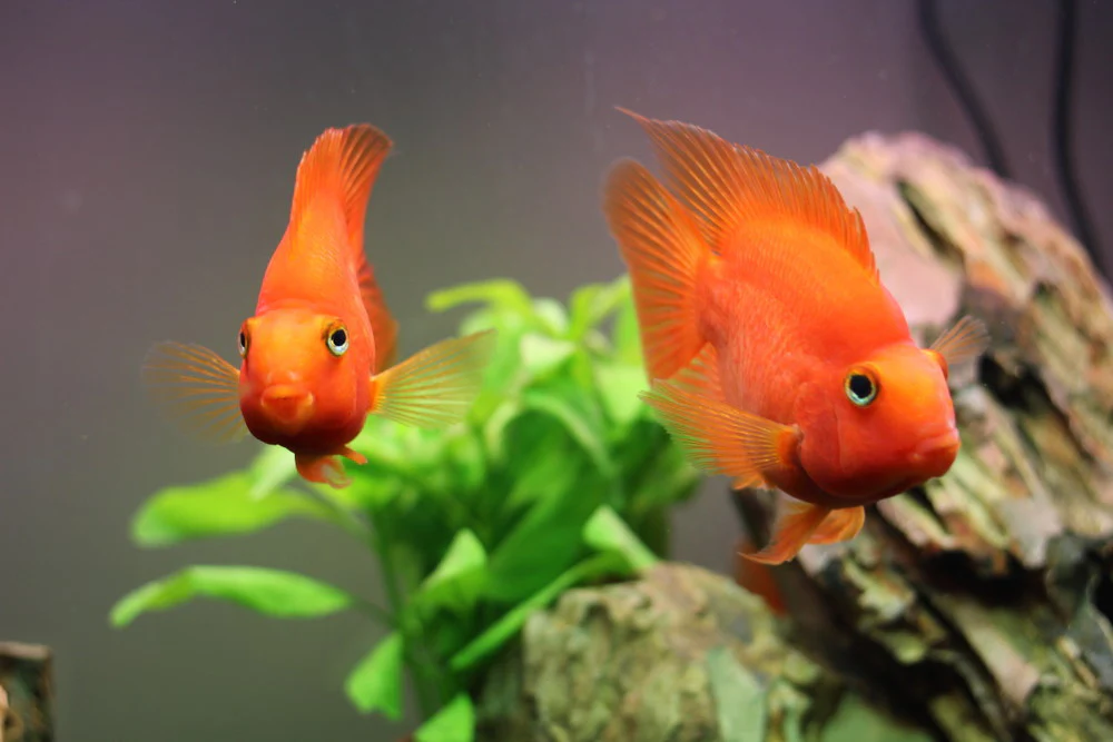 King parrot fish