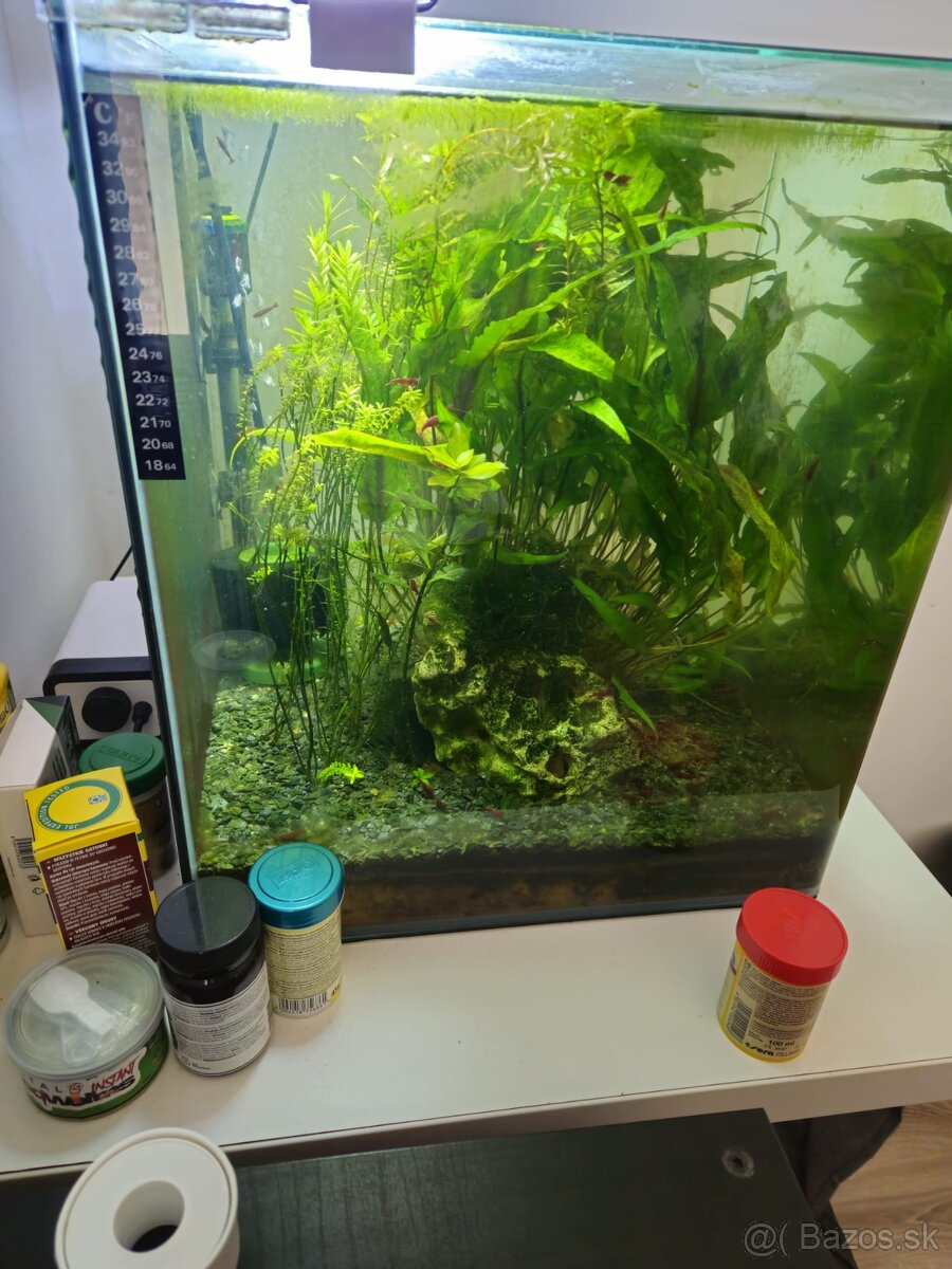 Denerle 60l cube, krevetky red cherry neocardina davidi, ras