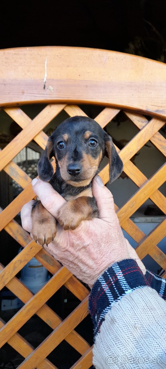 Jazvečík krátkosrstý merle