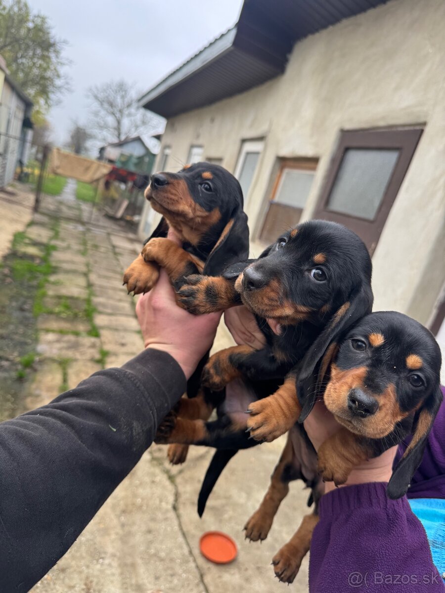 Šteniatka krátkosrstého jazvečíka