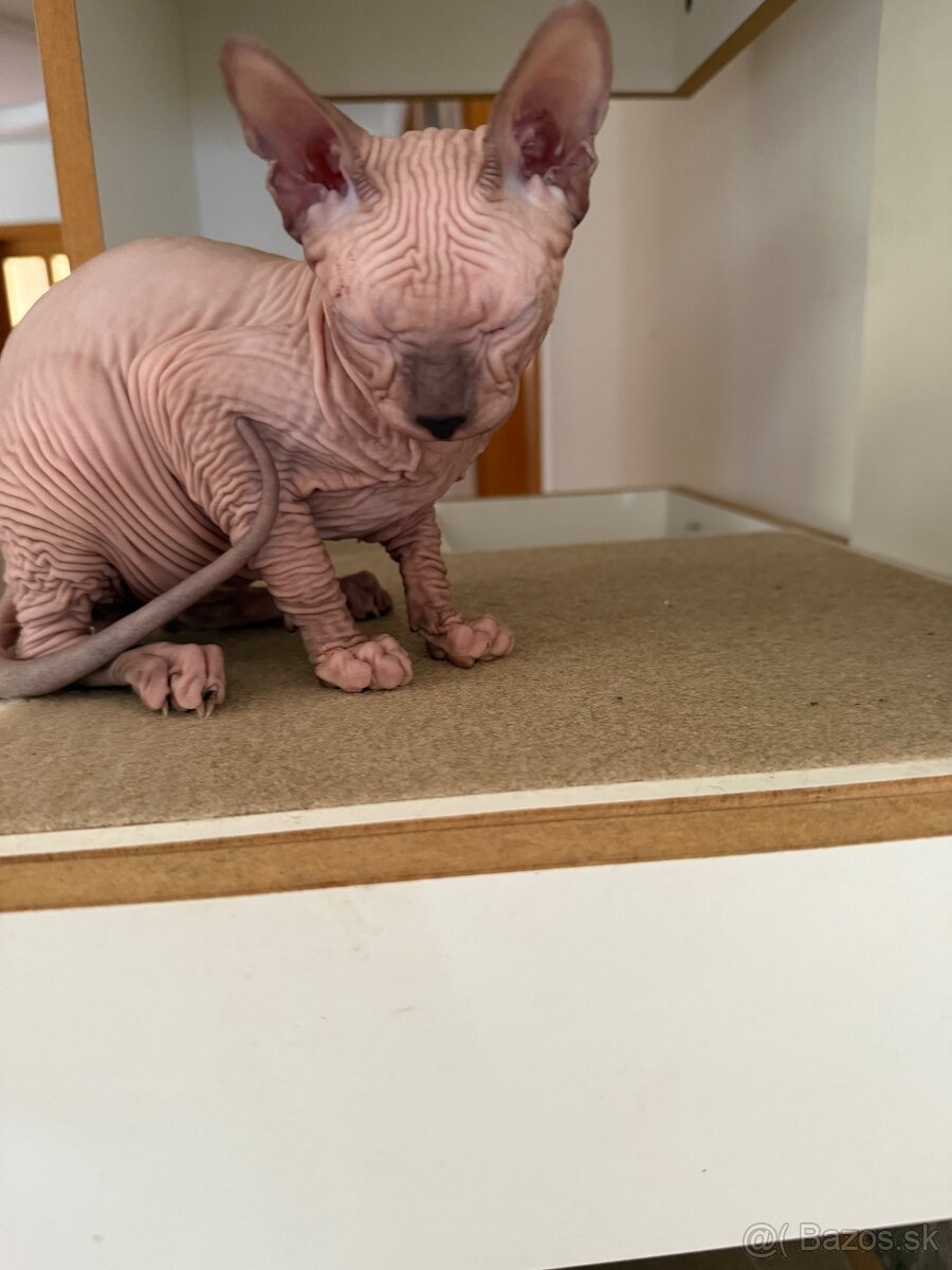Don sphynx