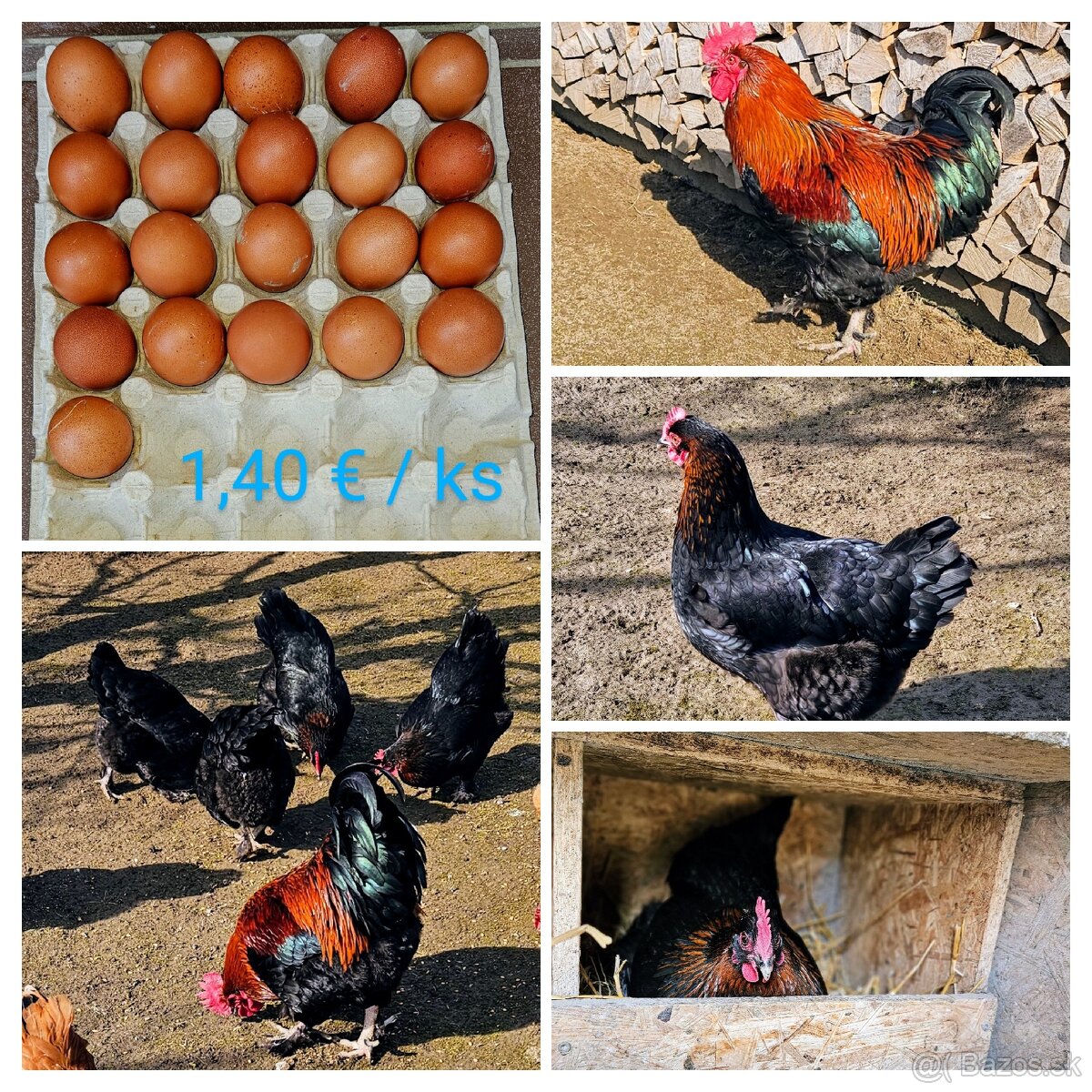 Násadové vajcia - MARANS