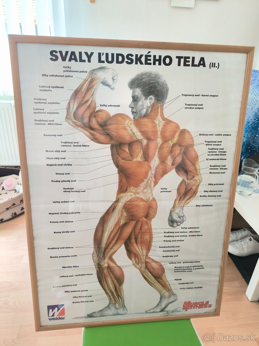 Obraz svaly ľudského tela