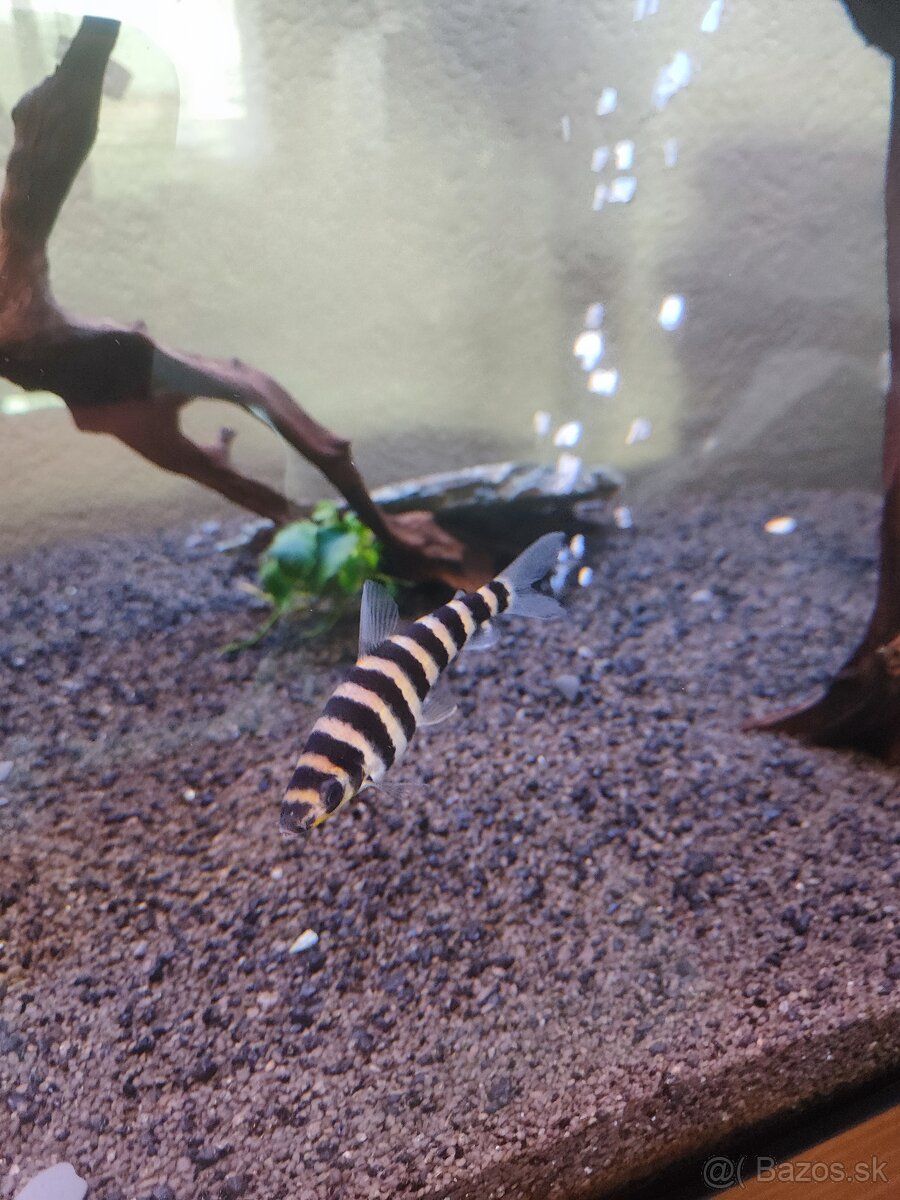 Leporinus