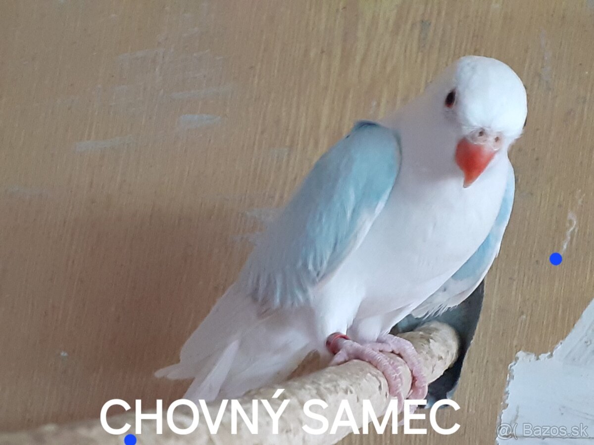 PRINCESKA ALBINO - 1,0