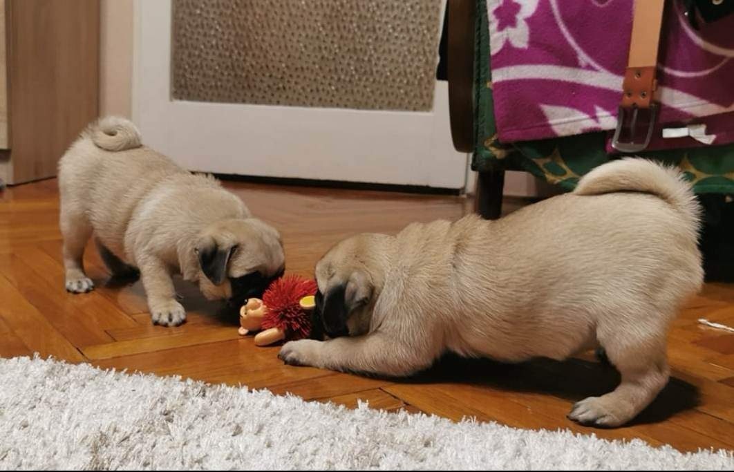Mops šteniatka