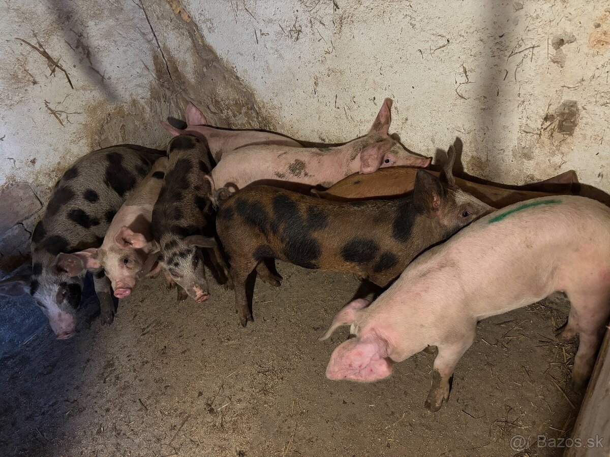 Predám 35-50kg prasa