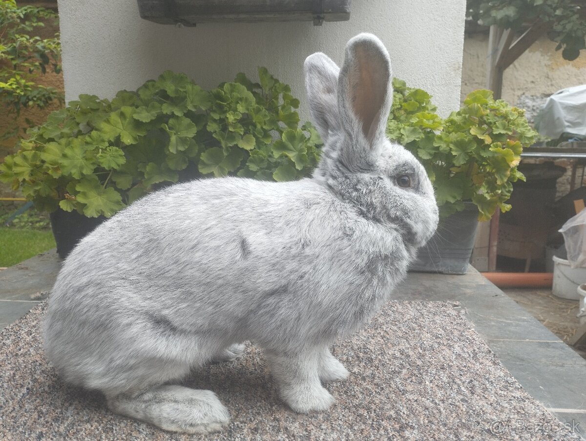 Vss - Veľký svetlý strieborný