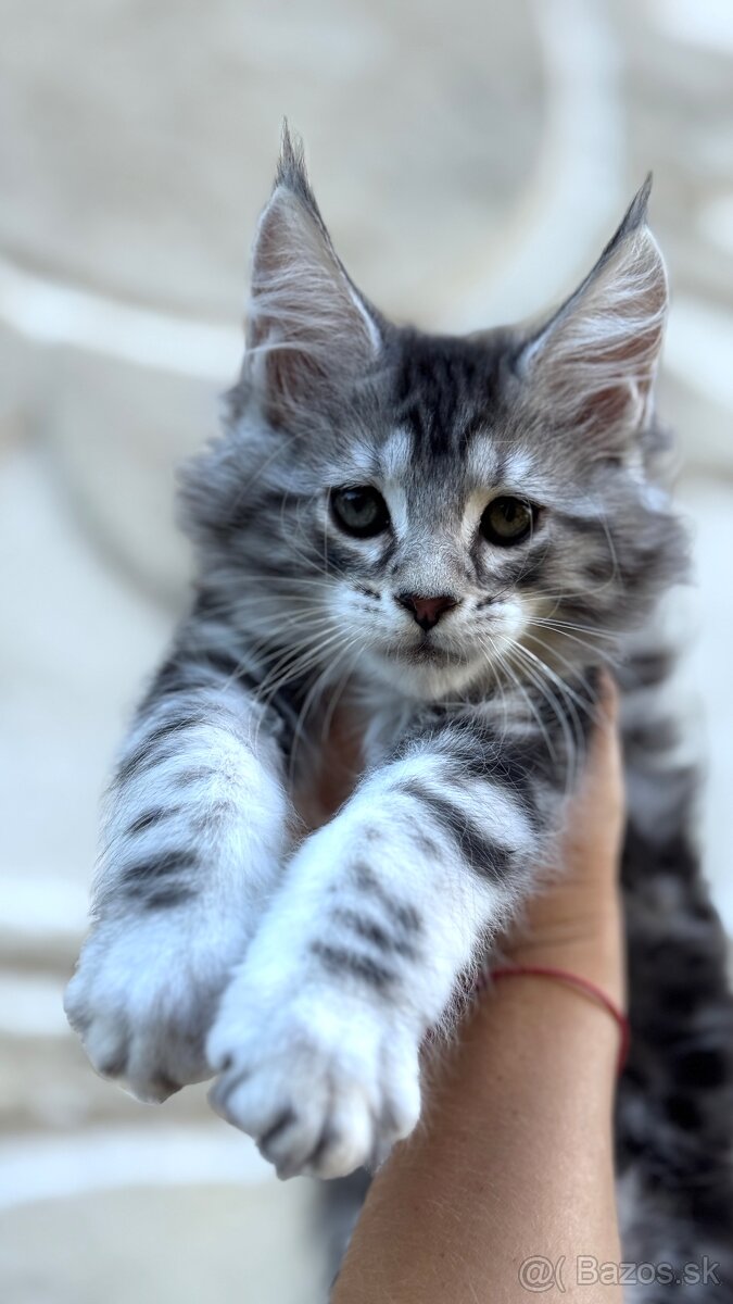 ⚜️Freya⚜️s PP Maine Coon Mainská Myvalia