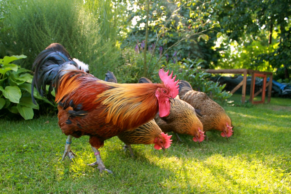 Kuriatka - Česká kropenka – Nenáročná kráska
