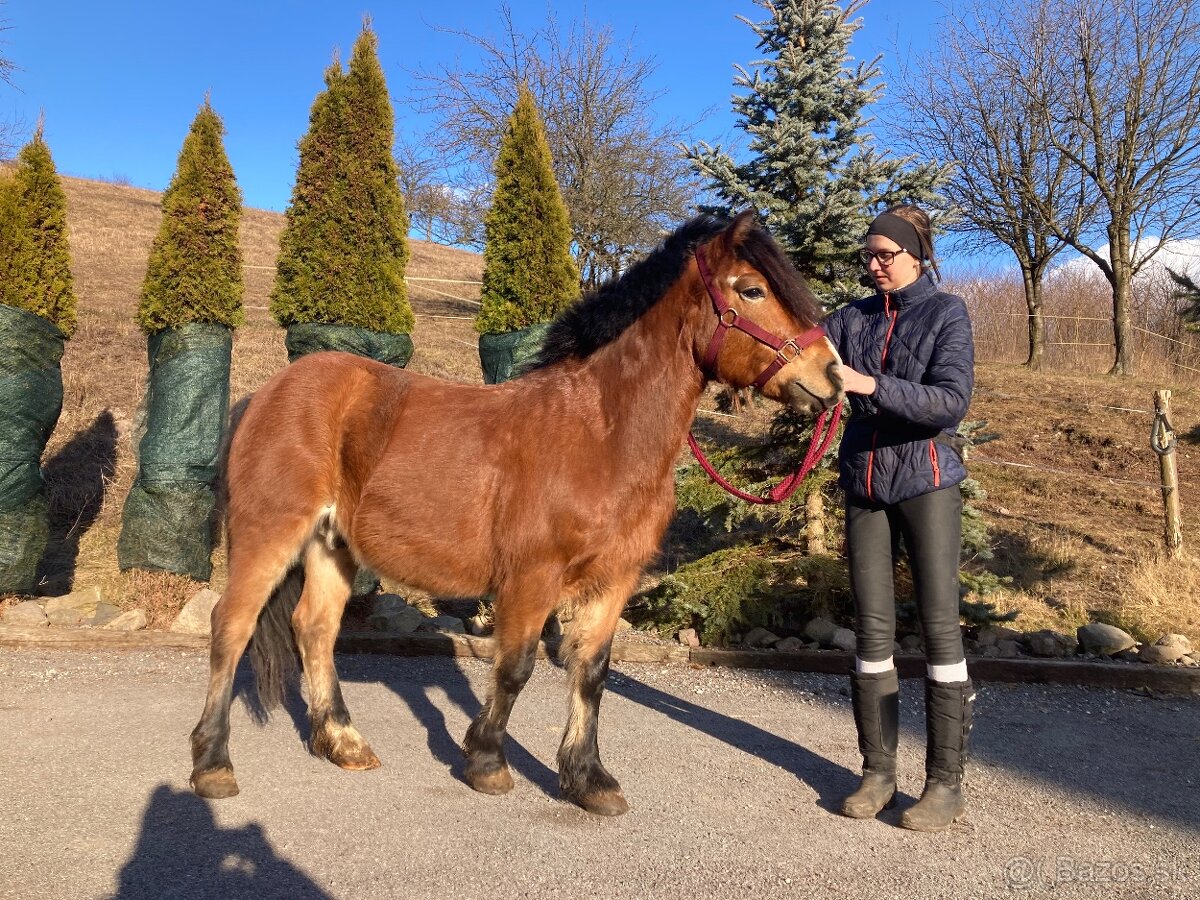 Šikovný pony valach